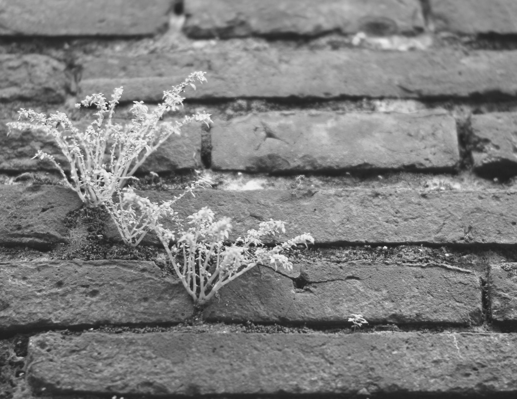 Growth (2)